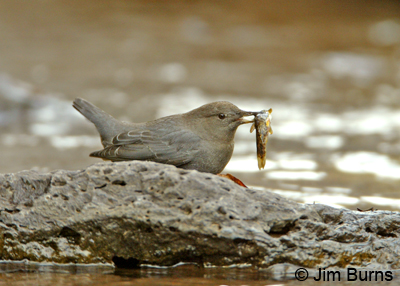 American Dipper with fish