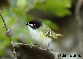 Black-capped Vireo male in shade