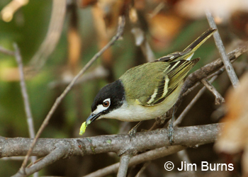 Black-capped Vireo male with caterpillar