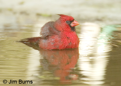 Northern Cardinal bathing in waterhole