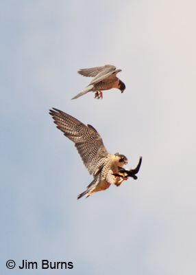 Peregrine Falcons with White-throated Swift