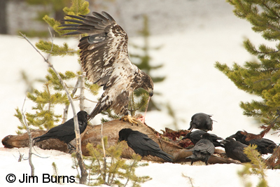 Immature Bald Eagle at elk carcass