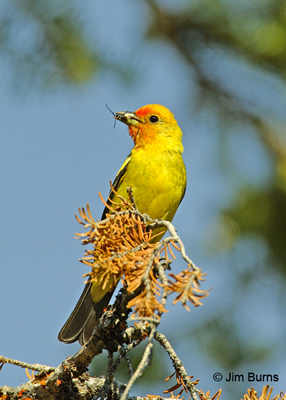 Western Tanager male with wasp