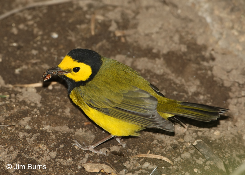 Hooded Warbler with fly