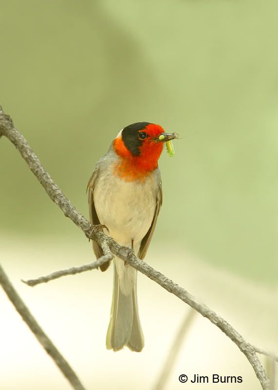 Red-faced Warbler with caterpillar