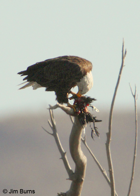 Bald Eagle with prey