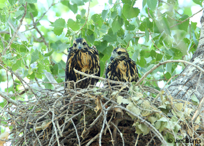 Common Black Hawk nestlings near Oak Creek