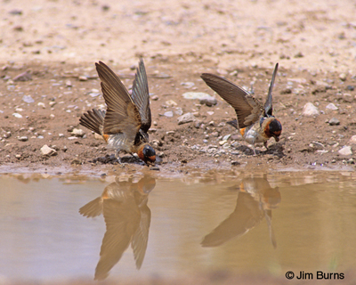 Cliff Swallows gathering mud