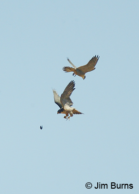 Peregrines at play with captured White-throated Swift