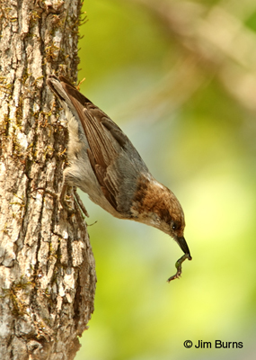 Brown-headed Nuthatch with worm