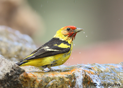 Western Tanager male bathing at our fountain