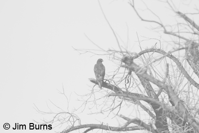 Red-tailed Hawk in fog
