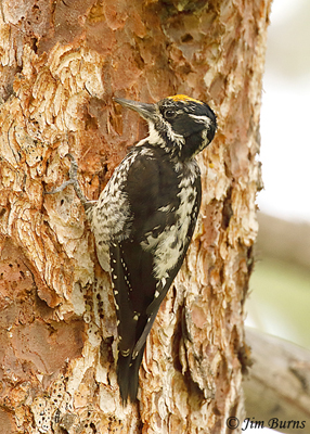 American Three-toed Woodpecker male