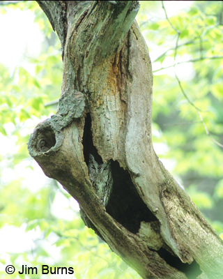 Eastern Screech-Owl at Point Pelee