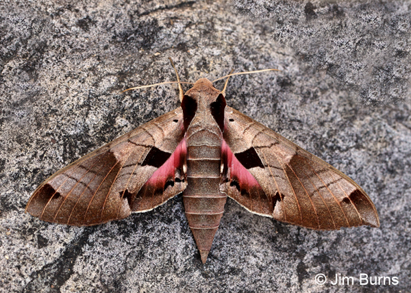 Achemon Sphinx Moth, Arizona