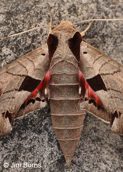 Achemon Sphinx Moth dorsolateral close-up, Arizona