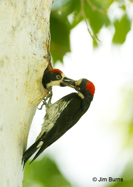 Acorn Woodpecker female feeding male nestling