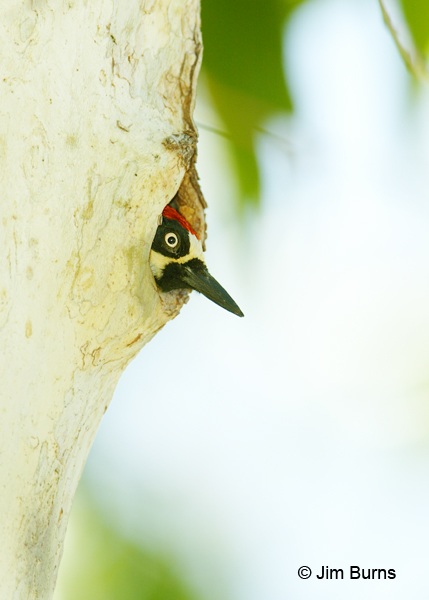 Acorn Woodpecker male in sycamore hole