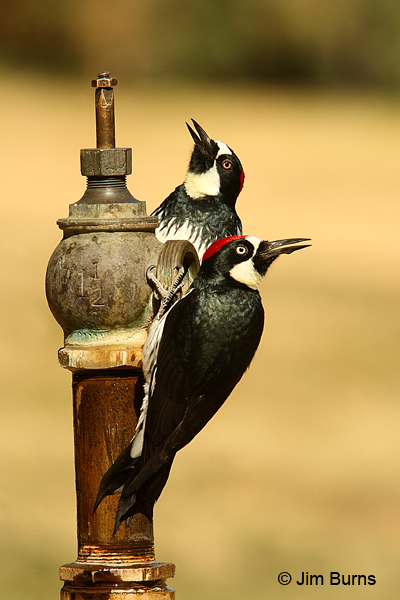 Acorn Woodpecker pair at water spigot