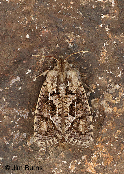 Acrolophus arizonellus showing early white forewing scales, Arizona