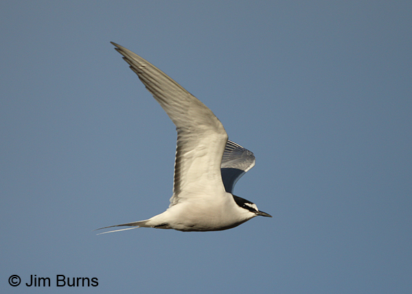 Aleutian Tern in flight