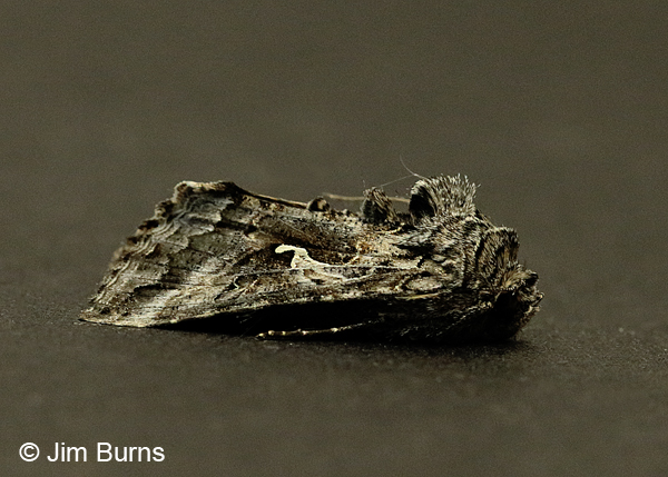 Alfalfa Looper Moth,  Arizona
