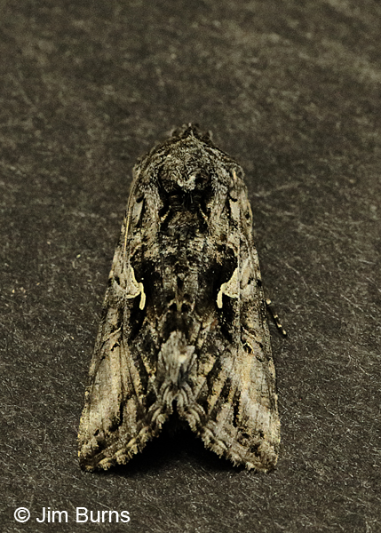 Alfalfa Looper Moth dorsal view, Arizona