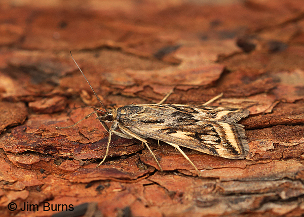 Alfalfa Webworm Moth, Arizona