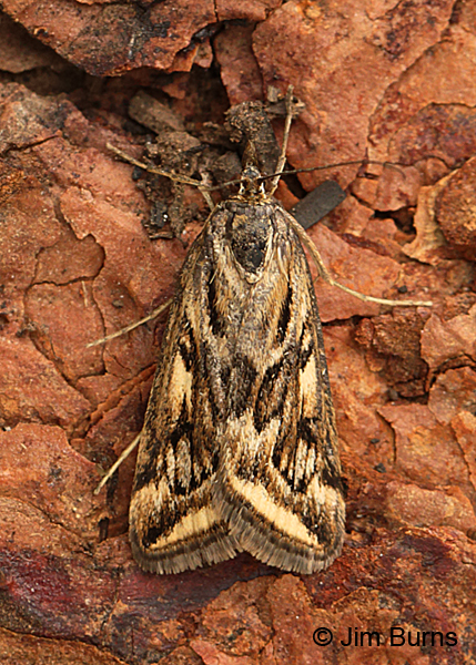 Alfalfa Webworm Moth dorsal view, Arizona