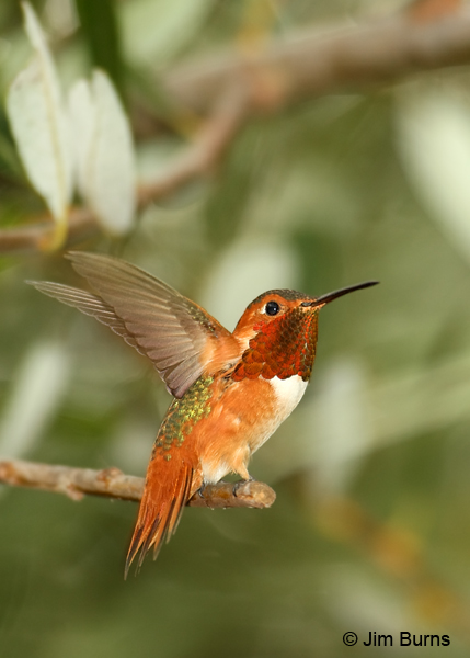 Allen's Hummingbird male diagnostic lanceolate tail feathers