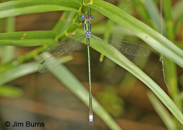 Amber-winged Spreadwing male dorsal view, Washington Co., ME, July 2014
