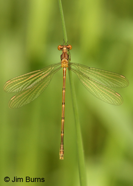 Amber-winged Spreadwing teneral female showing amber wings, Washington Co., MN, June 2014
