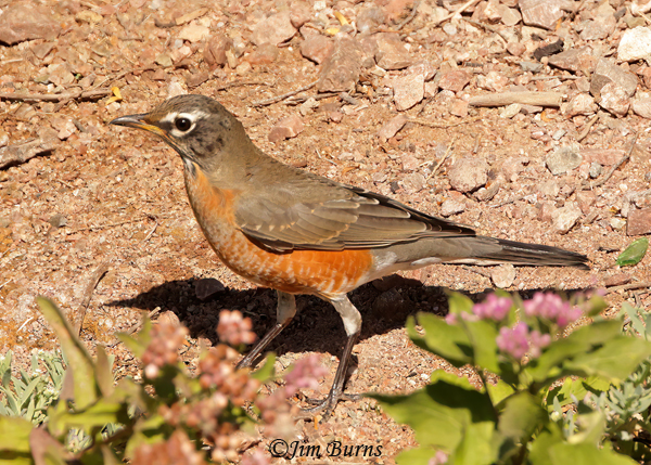 Americam Robin pale adult, October 25, my earliest record for metro Phoenix--9256