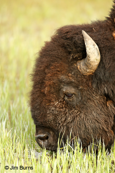 American Bison head shot