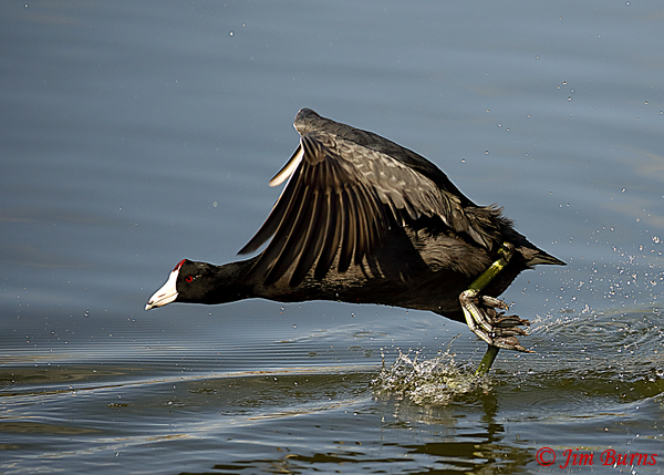 American Coot running on water
