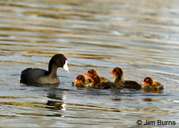 American Coot family, party of six 6810