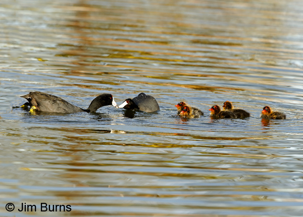 American Coot family, party of seven 6813