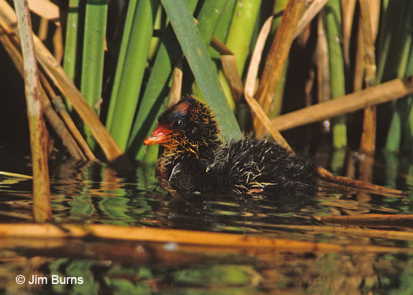American Coot baby
