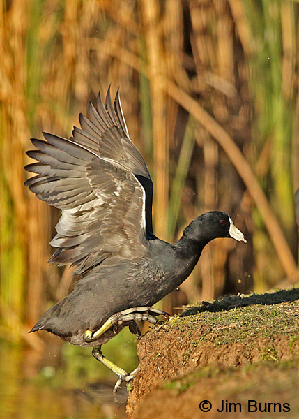 American Coot climbing out