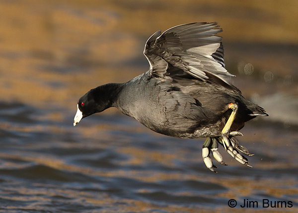 American Coot diving in