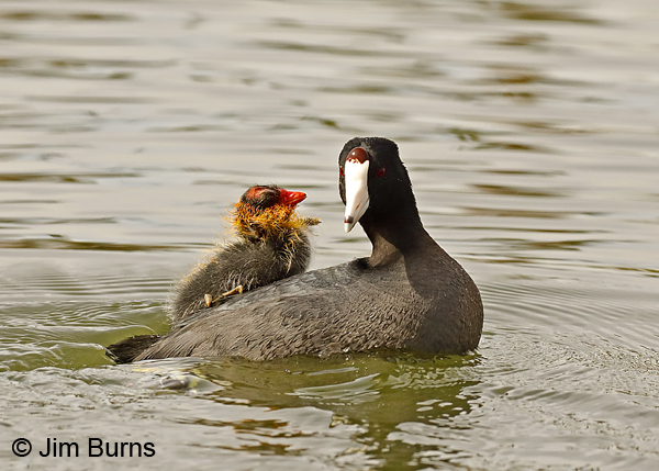 American Coot hitching a ride