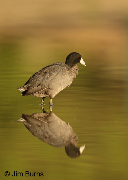 American Coot reflection