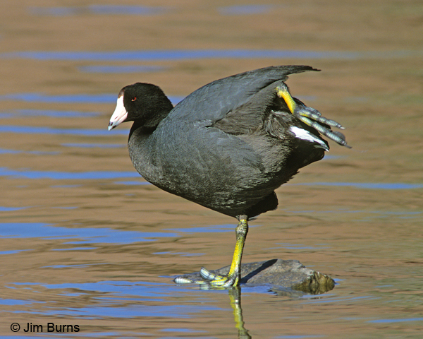 American Coot showing off legs and feet