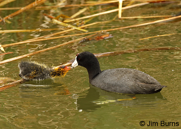 American Coot breakfast with nestling 6877