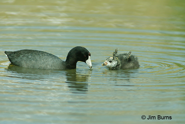 American Coot with baby