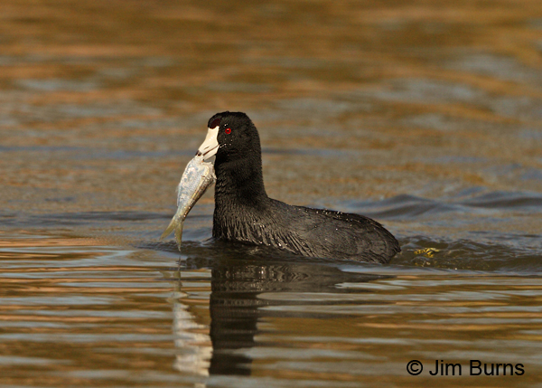 American Coot with fish #2