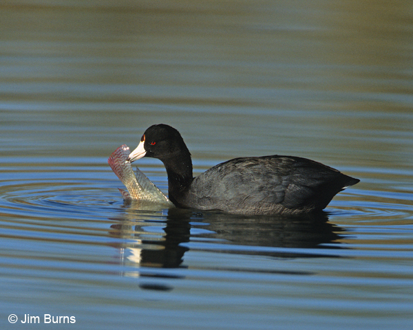 American Coot with fish