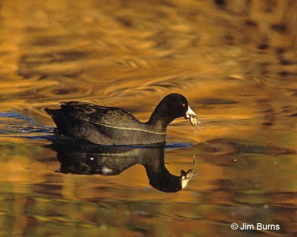 American Coot with frog