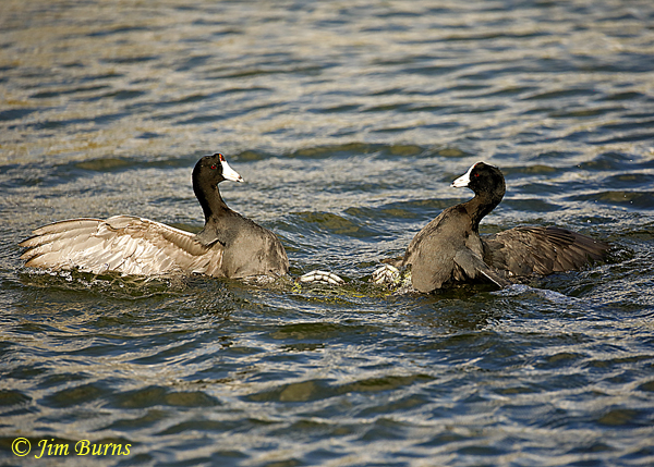 American Coots, the face off--2008