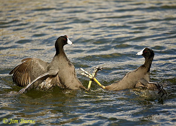 American Coots, the battle begins--2010